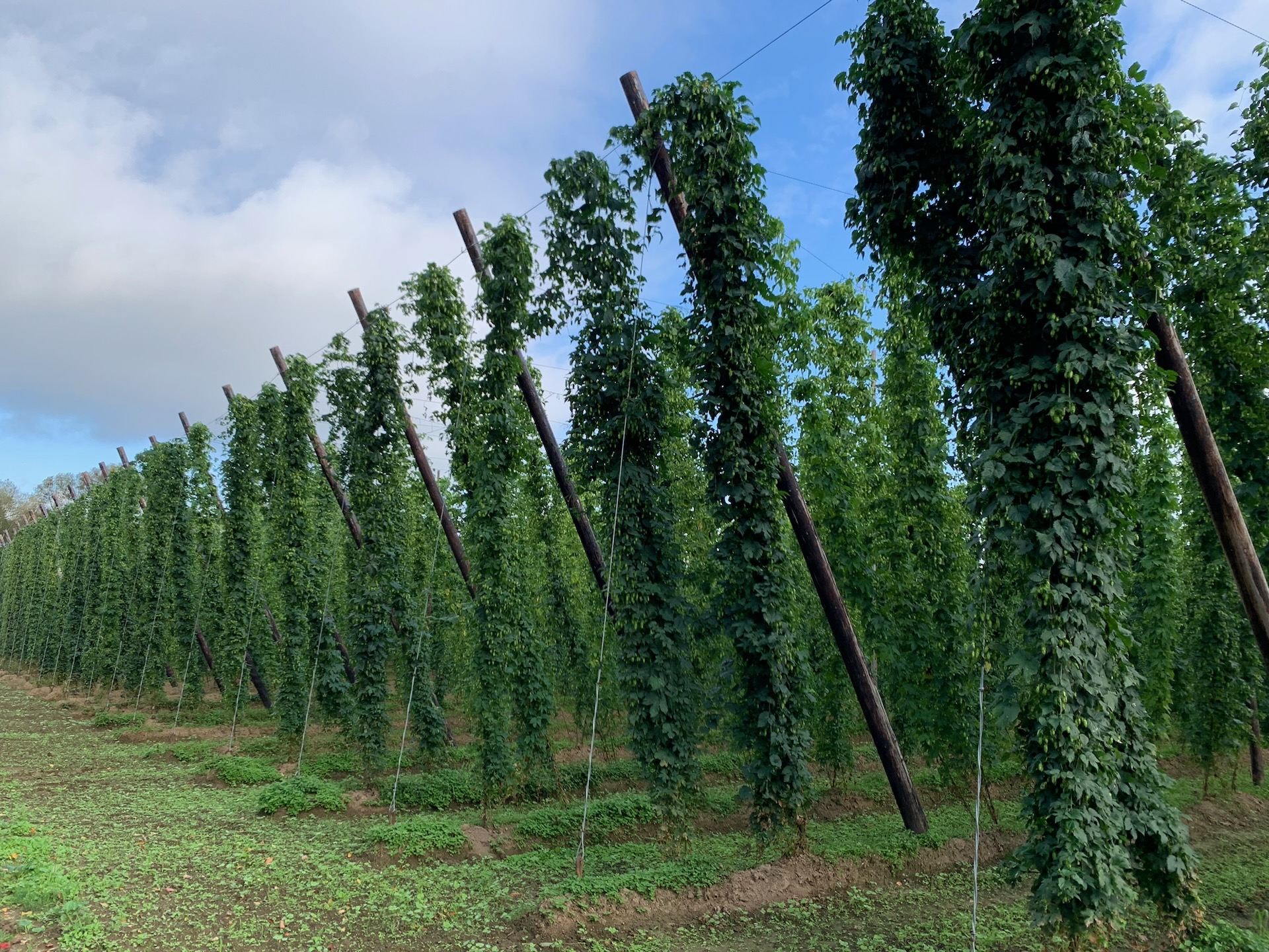 Picture of a hop field